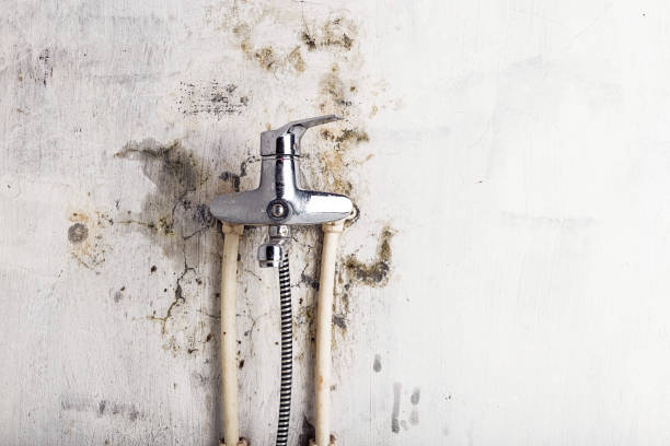 Best Office Mold Removal Services  in Palestine, TX