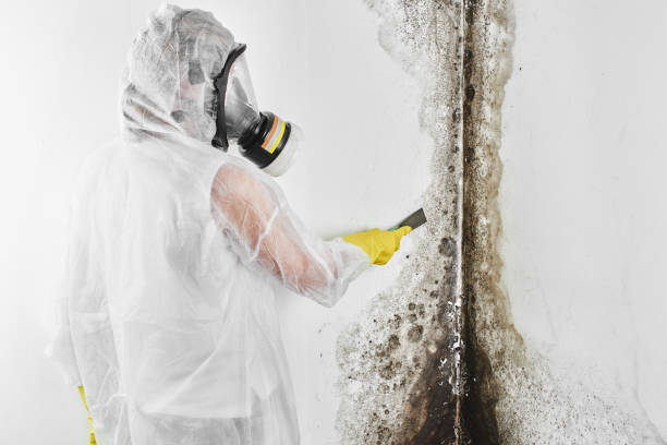 Certified Mold Removal in Palestine, TX