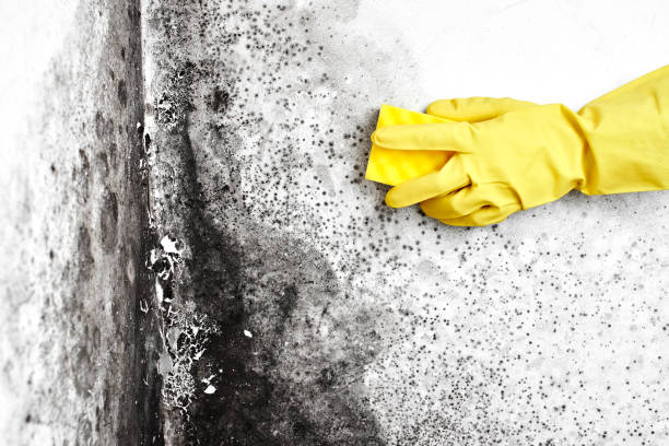 Mold Removal and Inspection in Palestine, TX