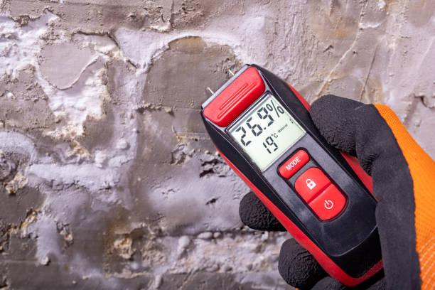 Best Certified Mold Removal  in Palestine, TX