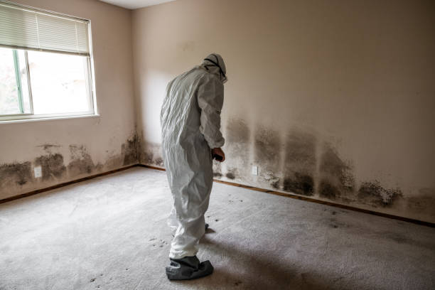 Best Certified Mold Removal  in Palestine, TX